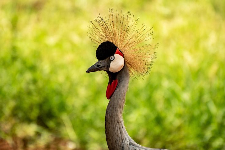 Winston Village Gulu — Uganda's Pride Bird